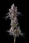 Mora Azul Feminised strain by Compound Genetics