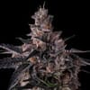Lemon Cherry Pavé Feminised strain by Compound Genetics