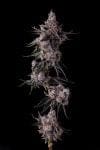 Lemon Cherry Pavé Feminised strain by Compound Genetics