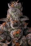 90 Proof Feminised strain by Compound Genetics