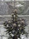 Guava RF3 Auto by Fast Buds