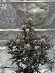 Guava RF3 Auto by Fast Buds