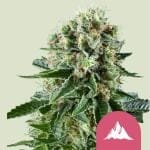 Critical Kush Feminisiert Saatgut-RQS-CRKSH-FEM