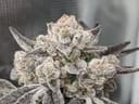 Cap Junky clones from Boston Clone Co.