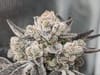 Cap Junky clones from Boston Clone Co.