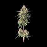 Permanent Haze strain from Happy Valley Genetics
