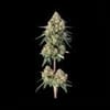 Lemdawg strain by Happy Valley Genetics