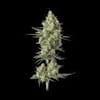 Downtown Haze strain by Happy Valley Genetics