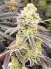 Aurelium strain by In House Genetics