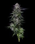 Candy Hustle strain from Humboldt Seed Co.