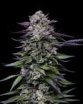 Candy Hustle strain from Humboldt Seed Co.