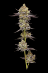 Hyper Za strain from Humboldt Seed Co.