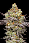 Hyper Za strain from Humboldt Seed Co.