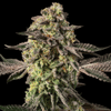 Sugar Rock strain by Silent Seeds x Cookies