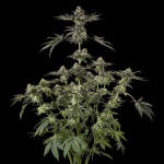 Sugar Rock strain by Silent Seeds x Cookies