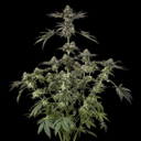 Sugar Rock strain by Silent Seeds x Cookies