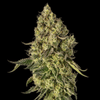 Peach Cake strain from Silent Seeds x Cookies