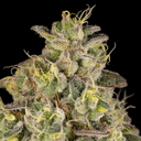 Peach Cake strain from Silent Seeds x Cookies
