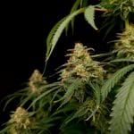 Zesty Bliss strain from Paradise Seeds