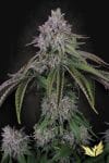 Velvet Mist strain from Paradise Seeds