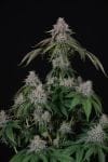 Velvet Mist strain from Paradise Seeds