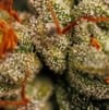 Velvet Mist strain from Paradise Seeds