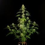 Tropical Fruit Cake Feminised Seeds-PARA-TRFC-FEM