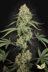 Tropical Fruit Cake strain by Paradise Seeds