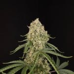 Tropical Fruit Cake strain by Paradise Seeds