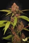 Banana Purple Auto Feminised Seeds-PARA-BAPU-AUTO-FEM