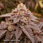 Slush Mint Cake BX1 strain by Dutch Passion