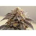 Slush Mint Cake BX1 strain by Dutch Passion