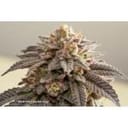 Slush Mint Cake BX1 strain by Dutch Passion