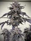 Zodaza strain by Umami Seed Co.