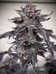 Zodaza strain by Umami Seed Co.