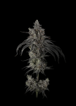 Zoda BX1 strain by Umami Seed Co.
