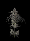 Zoda BX1 strain by Umami Seed Co.