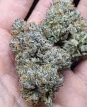 Zeltzer strain by Umami Seed Co.