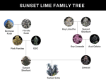 Sunset Lime strain by Umami Seed Co.
