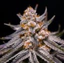 The Purple Collection Vol 2 from Lovin In Her Eyes