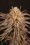 Cherry Chalet strain by Lovin In Her Eyes