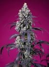 Tropicanna Cherry XL Auto from Sweet Seeds