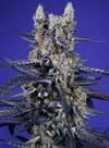 Super Boof XL Auto from Sweet Seeds