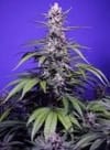 Permanent Marker XL Auto from Sweet Seeds
