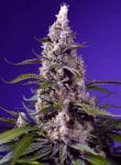 Banana Cream Cake XL Auto from Sweet Seeds
