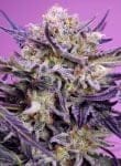 Pink Guava F1 Fast Version from Sweet Seeds