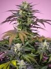 Gelonade strain from Sweet Seeds