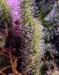 Gelonade strain from Sweet Seeds