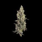 Seedsman Thai Cookies Auto strain