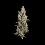Seedsman Thai Cookies Auto strain